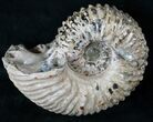 Big Douvilleiceras Ammonite - Very Heavy #15916-1